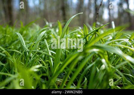 Symbolbild Bärlauch Deutschland, Berlin im März 2024: Junger Bärlauch sprießt und wächst auf große Flächen im Wald. *** Symbolic image of wild garlic Germany, Berlin in March 2024 Young wild garlic sprouts and grows on large areas in the forest Stock Photo