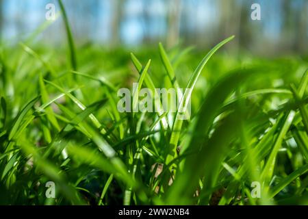 Symbolbild Bärlauch Deutschland, Berlin im März 2024: Junger Bärlauch sprießt und wächst auf große Flächen im Wald. *** Symbolic image of wild garlic Germany, Berlin in March 2024 Young wild garlic sprouts and grows on large areas in the forest Stock Photo