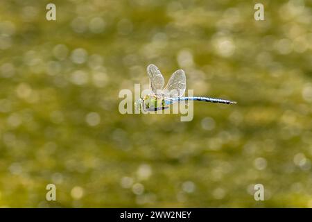Emperor dragonfly (Anax imperator) in flight over water. Stock Photo