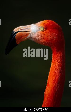 Flamingos or flamingoes are a type of wading bird in the family Phoenicopteridae, which is the only extant family in the order Phoenicopteriformes. Th Stock Photo