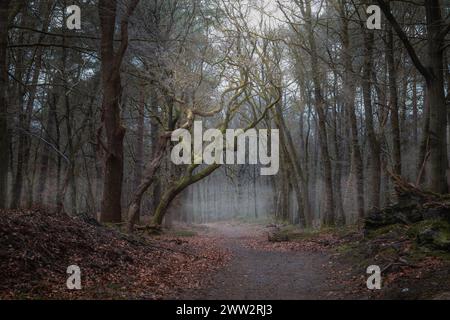 Misty autumn morning oak tree with winding branches. Along the path, a mossy oak with twisting branches in mist-enveloped, sunlit forest during autumn Stock Photo