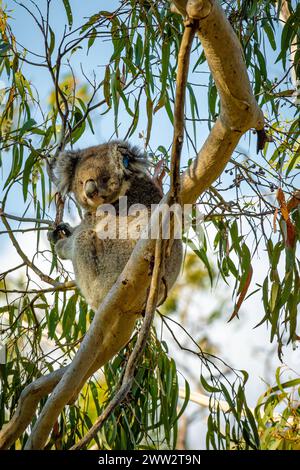 A koala clings to a branch, a serene moment in the wild. Stock Photo