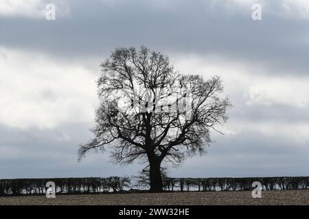 silhouette of a tree in winter Stock Photo