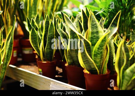 flowers and plants in pots at the market Stock Photo