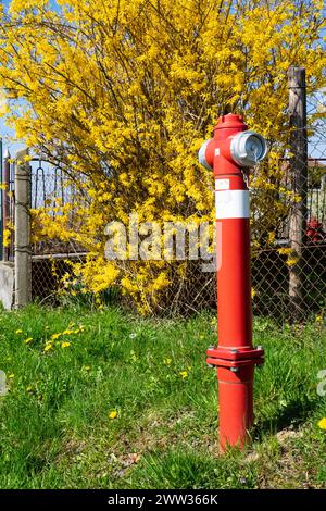 bright red water fire hydrant with bush covered in yellow flowers behind in rural lane zala county hungary Stock Photo