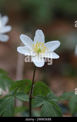Close-up of a single anemone nemorosa against a blurred background Stock Photo