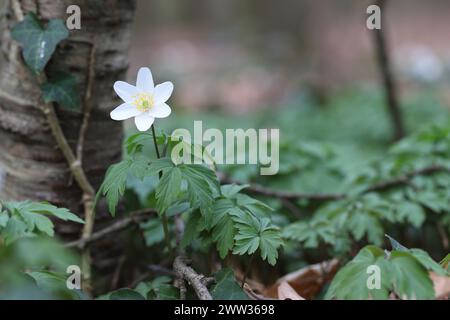 Close-up of a single wood anemone in front of tree trunk, copy space, blurry background Stock Photo