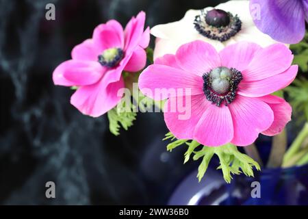 Close-up of a beautiful pink anemone flower in a bouquet with selective focus against a dark blackground, copy space Stock Photo