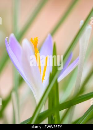Single crocus flower delicately depicted in soft warm light. Spring ...