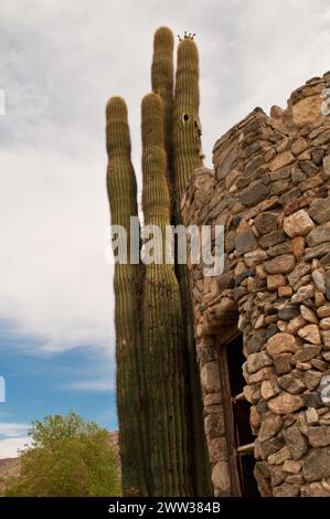 Imposing saguaro cactus towers next to the ruins of an ancient stone building under a bright sky Stock Photo