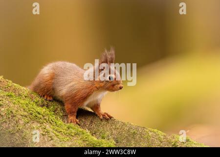 A squirrel perches on a moss-covered rock Stock Photo