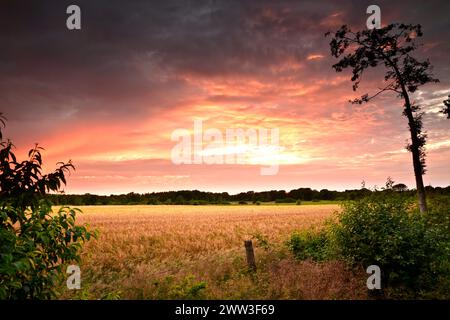 Abendrot über dem Kornfeld Stock Photo