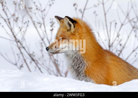 Red fox. Vulpes vulpes. Red fox sitting on snow and watching. Province of Quebec. Canada Stock Photo