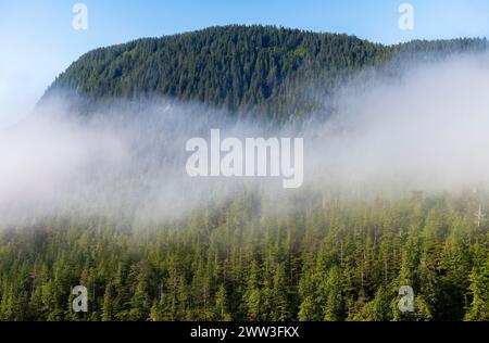 Pine and cedar trees forest in fog, Inside Passage cruise between Prince Rupert and Port Hardy, Vancouver Island, British Columbia, Canada. Stock Photo