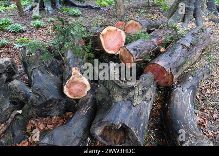 Chopped woodland tree Stock Photo