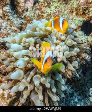 Bubble-tip anemone (Entacmaea quadricolor), red sea clownfish (Amphiprion bicinctus), dive site Siyul Kebir Reef, Red Sea, Egypt Stock Photo