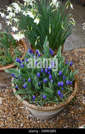 Muscari in a terracotta pot Stock Photo
