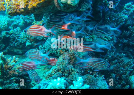 School of snappers on the reef, dive site Reef Bluff Point, Red Sea, Egypt Stock Photo