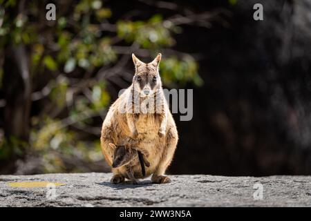 Rock Wallaby in Granite Gorge Nature Park, Queensland , Australia Stock Photo
