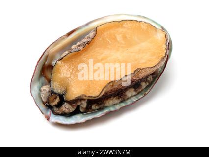 Raw abalones on the white background Stock Photo