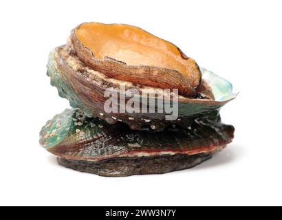 Raw abalones on the white background Stock Photo