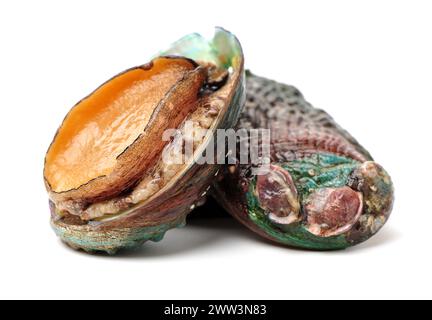 Raw abalones on the white background Stock Photo