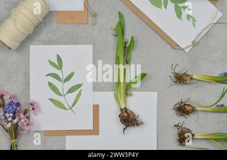 Hobby, gardening: flower bulbs and painted leaves on a table, top view. Stock Photo