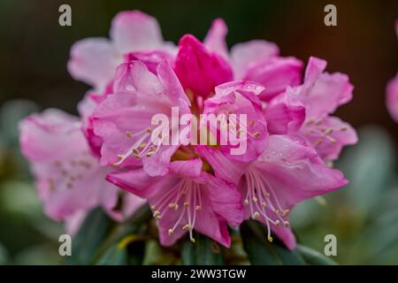Early spring rhododendron blossom Stock Photo - Alamy