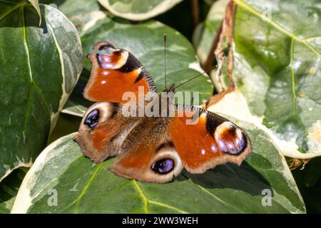 Peacock butterfly, Aglais io, resting on Ivy leaves, Sussex, UK Stock Photo