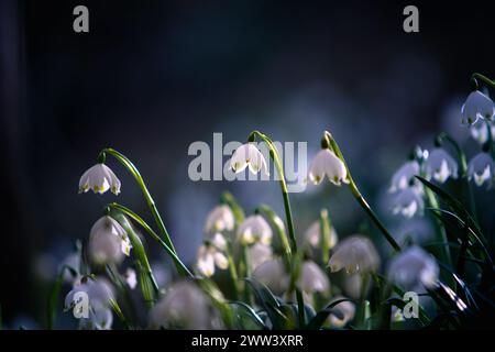 Spring snowflake flowers - leucojum vernumm, Märzenbecher Stock Photo
