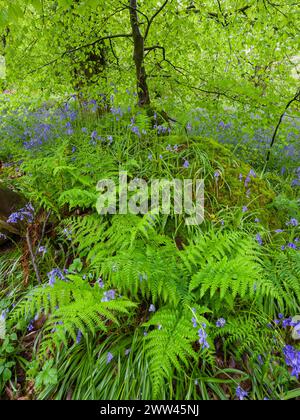 Bluebells (Hyacinthoides non scripta) in a broadleaf woodland in spring, Priors Wood, Portbury, North Somerset, England. Stock Photo