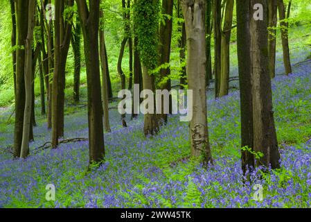 Bluebells (Hyacinthoides non scripta) in a beech woodland in spring, Priors Wood, Portbury, North Somerset, England. Stock Photo