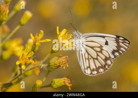 Brown-veined white butterfly (Belenois aurota) Also known as pioneer or pioneer white or caper white. This is a small to medium-sized butterfly of the Stock Photo
