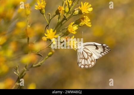Brown-veined white butterfly (Belenois aurota) Also known as pioneer or pioneer white or caper white. This is a small to medium-sized butterfly of the Stock Photo