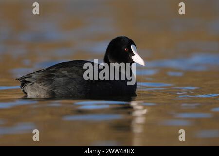 hübsch anzusehen... Blässralle  Fulica atra  oder Blässhuhn, allgemein bekannter auffälliger Wasservogel, an vielen Gewässern anzutreffen, namensgebend ist das weiße Hornschild am Kopf, heimische Vogelwelt, Tierwelt, Natur *** Black Coot / Coot / Eurasian Coot  Fulica atra  swims in perfect light on nice coloured water, well known an d common native waterbird, wildlife, Europe Nordrhein-Westfalen Deutschland, Westeuropa Stock Photo