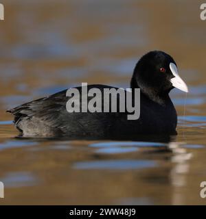 hübsch anzusehen... Blässralle  Fulica atra  oder Blässhuhn, allgemein bekannter auffälliger Wasservogel, an vielen Gewässern anzutreffen, namensgebend ist das weiße Hornschild am Kopf, heimische Vogelwelt, Tierwelt, Natur *** Black Coot / Coot / Eurasian Coot  Fulica atra  swims in perfect light on nice coloured water, well known an d common native waterbird, wildlife, Europe Nordrhein-Westfalen Deutschland, Westeuropa Stock Photo