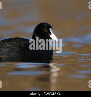 hübsch anzusehen... Blässralle  Fulica atra  oder Blässhuhn, allgemein bekannter auffälliger Wasservogel, an vielen Gewässern anzutreffen, namensgebend ist das weiße Hornschild am Kopf, heimische Vogelwelt, Tierwelt, Natur *** Black Coot / Coot / Eurasian Coot  Fulica atra  swims in perfect light on nice coloured water, well known an d common native waterbird, wildlife, Europe Nordrhein-Westfalen Deutschland, Westeuropa Stock Photo