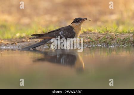 The great spotted cuckoo (Clamator glandarius) is a member of the cuckoo order of birds, the Cuculiformes, It is widely spread throughout Africa and t Stock Photo