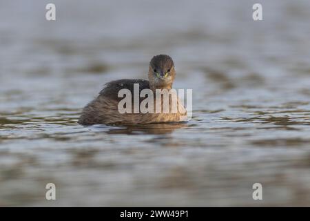 Little Grebe (Tachybaptus ruficollis) in a pond. Photographed in Israel in December Stock Photo