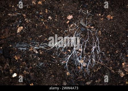 Branching threads of fungus mycelium spreading over organic soil.  A mycorrhizal symbiotic organism which interacts with plant and tree roots, Berkshi Stock Photo