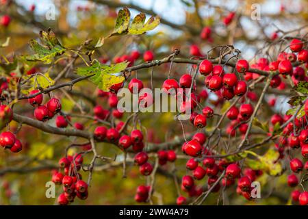 Hawthorn red berries grow on a bush. Stock Photo