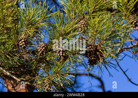 Close-up on a pretty pine cone hanging from its branch and surrounded by its green thorns. Pine cone, pine thorns, pine branch and blue sky. Stock Photo