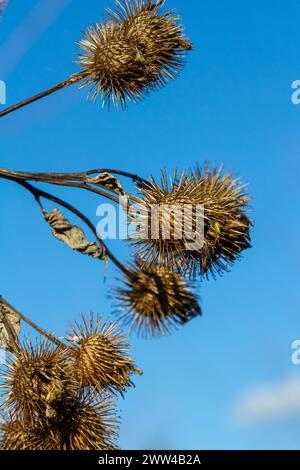 Arctium lappa, Lesser burdock dry seed heads. Arctium minus, autumn in the meadow with dried flowers burdock, commonly called greater burdock, edible Stock Photo