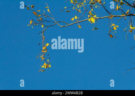 Nice colorful autumn leaves. Autumn, nice sunny day in the afternoon. Top of the tree canopy. Tall birch tree. Stock Photo
