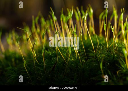 Precious drops of water from the morning dew covering an isolated plant of Ceratodon purpureus that is growing on the rock, purple moss, Burned ground Stock Photo