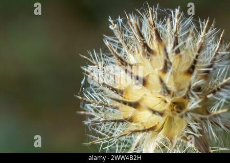 Small teasel Dipsacus pilosus seed head in winter. Dead inflorescence covered in melting frost, backlit by sunlight on prickly plant in the family Dip Stock Photo