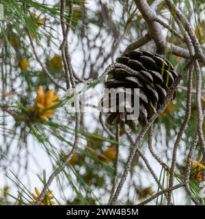Pine tree cone Pinus halepensis, commonly known as the Aleppo pine, also known as the Jerusalem pine, is a pine native to the Mediterranean region. Ph Stock Photo