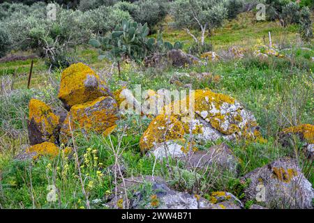 Candelariella vitellina is a common and widespread green-yellow to orange-yellow crustose areolate lichen that grows on rock, wood, and bark, all over Stock Photo