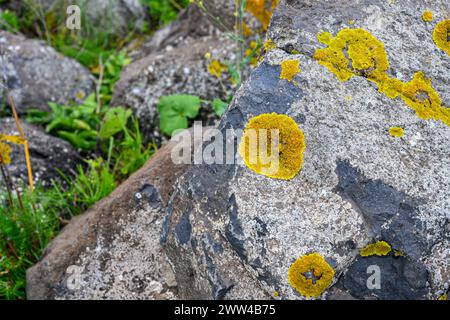 Candelariella vitellina is a common and widespread green-yellow to orange-yellow crustose areolate lichen that grows on rock, wood, and bark, all over Stock Photo