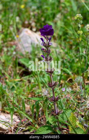 Salvia viridis (syn Salvia horminum) common names include Sage, large Sage, Annual clary, Bluebeard Photographed in Jezreel Valley, Israel in March Stock Photo